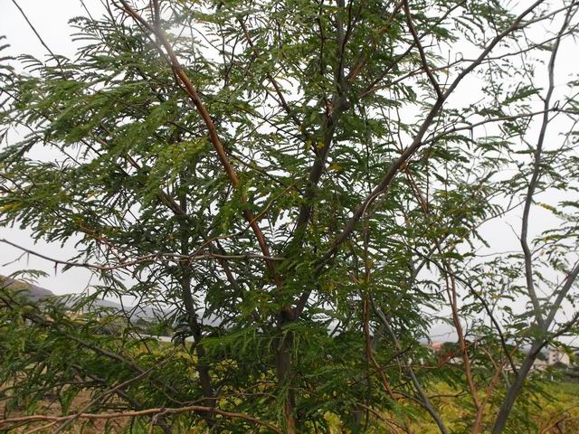 Gleditsia triacanthos / Spino di Giuda